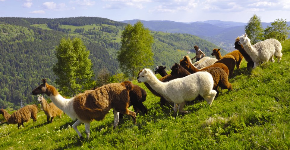Image La Montagne des Lamas et Alpagas