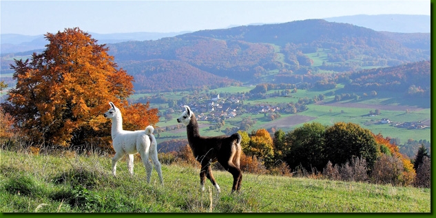 Image Les Lamas de la Montagne Bleue